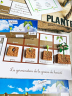 Cycle de vie de la plante