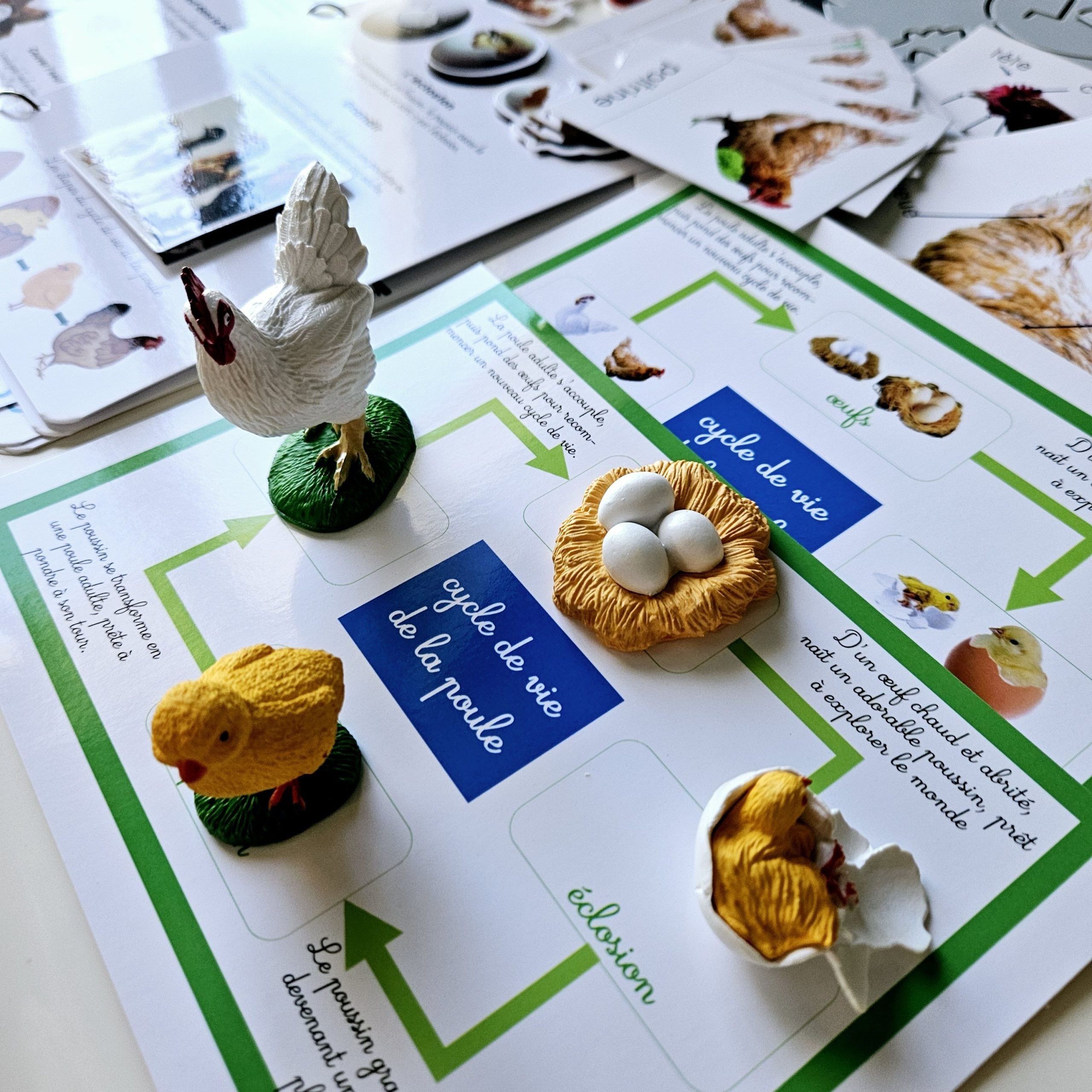 📥 Livret + Pack Poule PDF