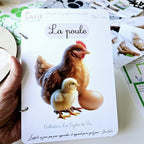 📥 Livret + Pack Poule PDF