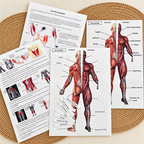 Planche des muscles du corps humain à légender, avec étiquettes