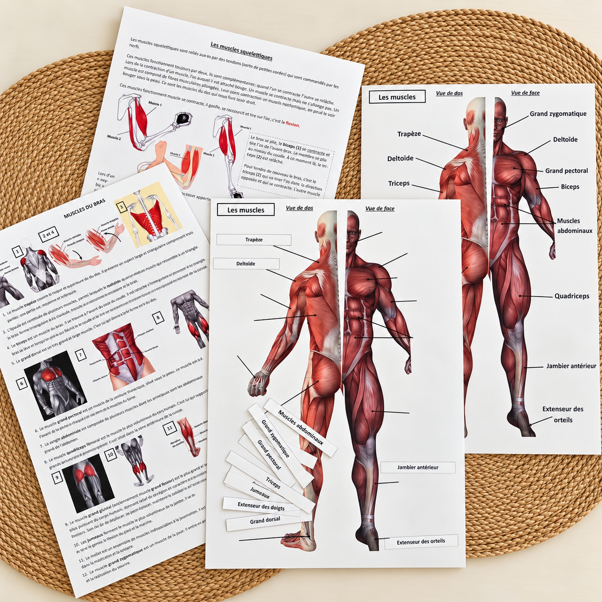 Planche des muscles du corps humain à légender, avec étiquettes