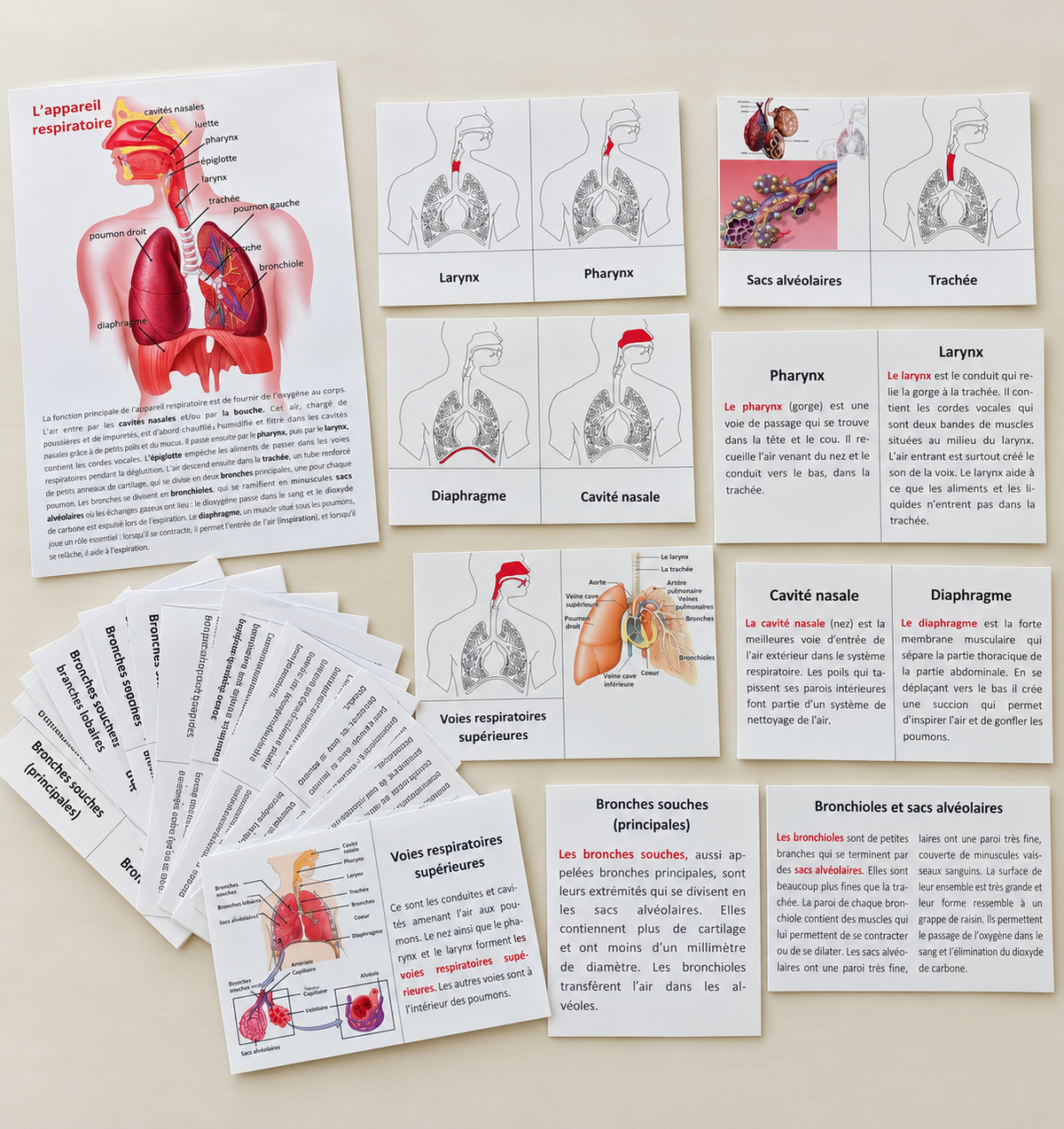 Affiche et cartes sur l'appareil respiratoire
