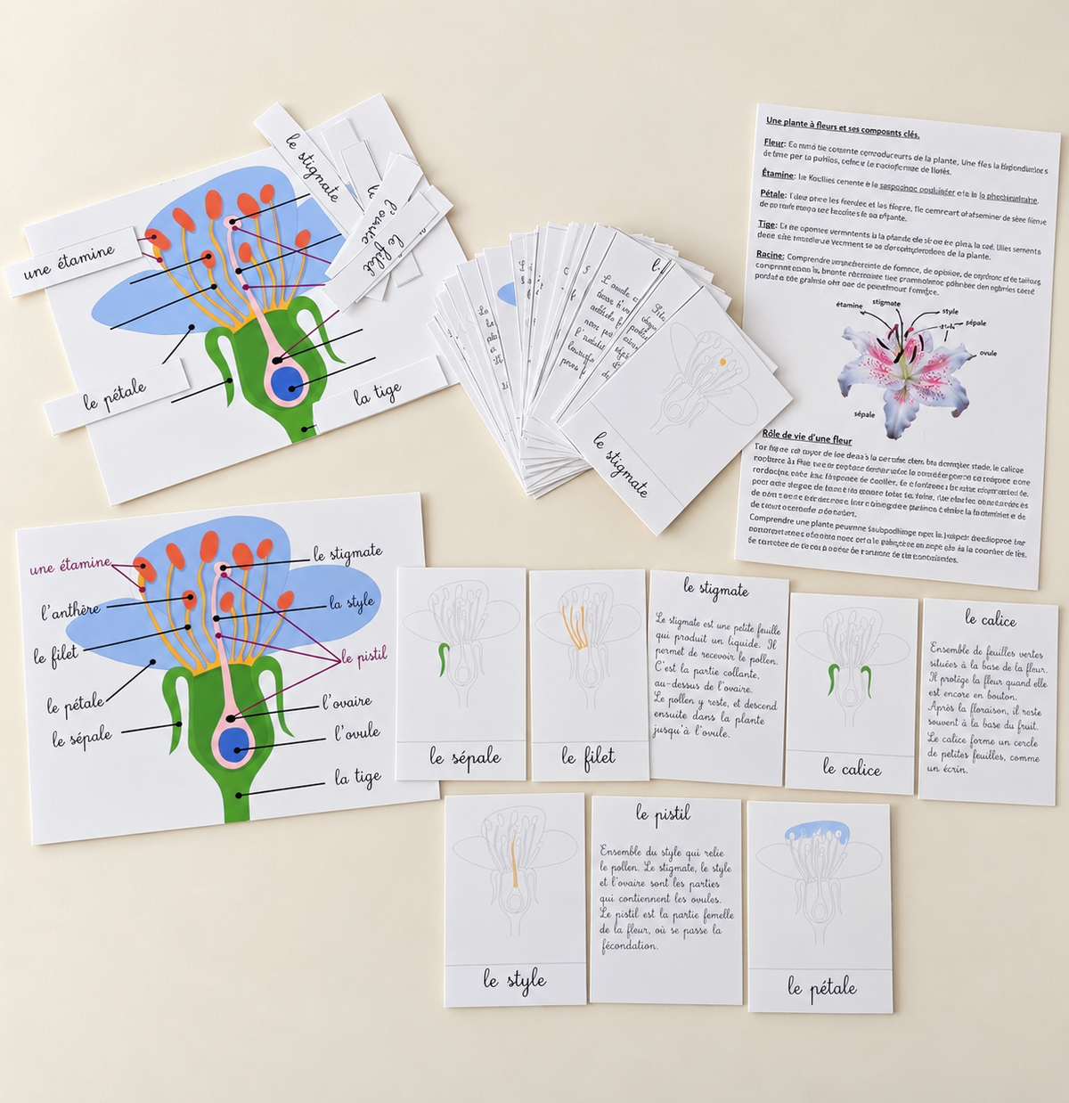La fleur et ses parties : cartes, posters à légender et fiche
