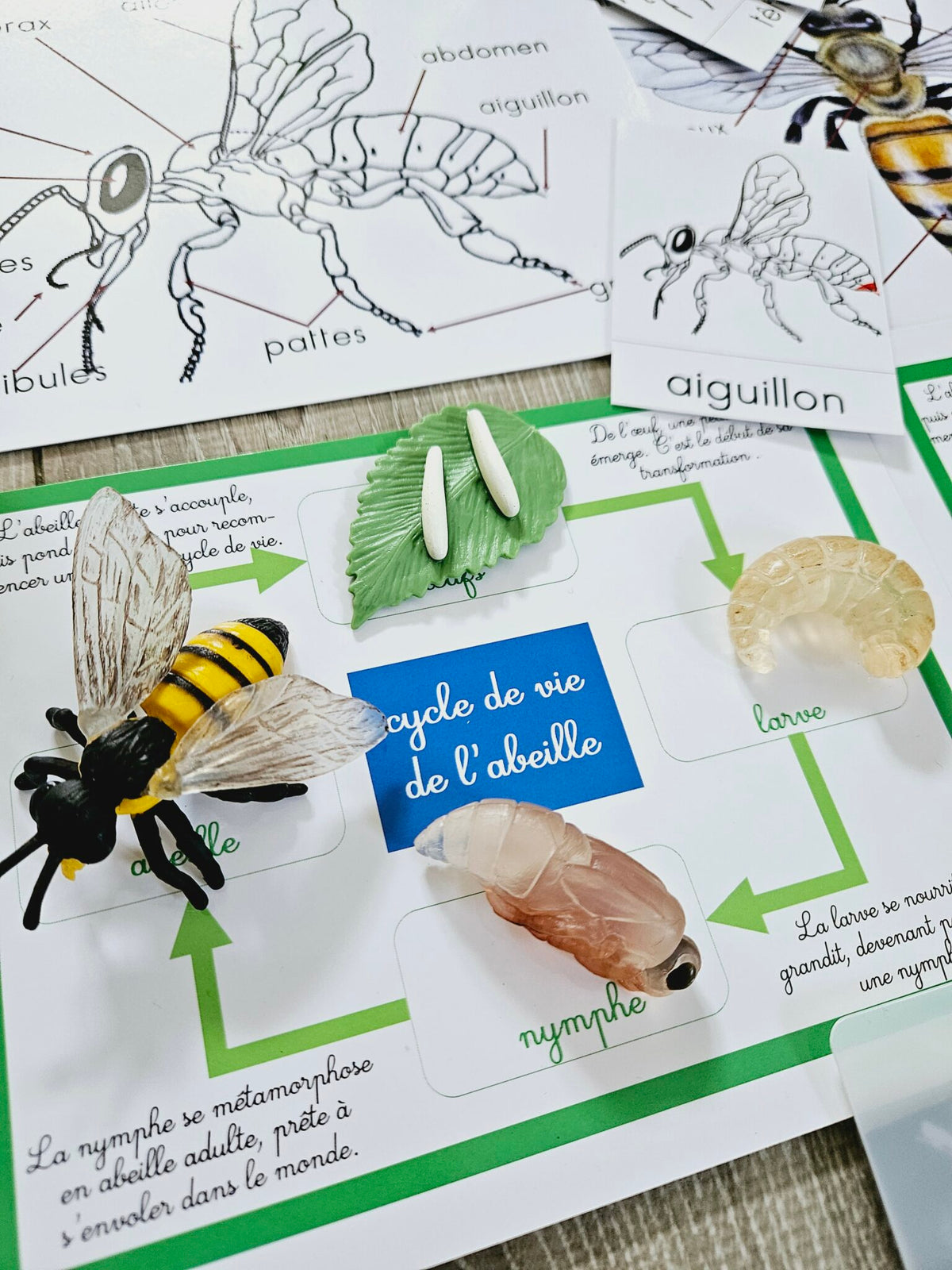 Les cycles de vie