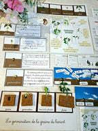 Cycle de vie de la plante