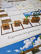 Cycle de vie de la plante