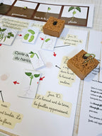 Cycle de vie de la plante