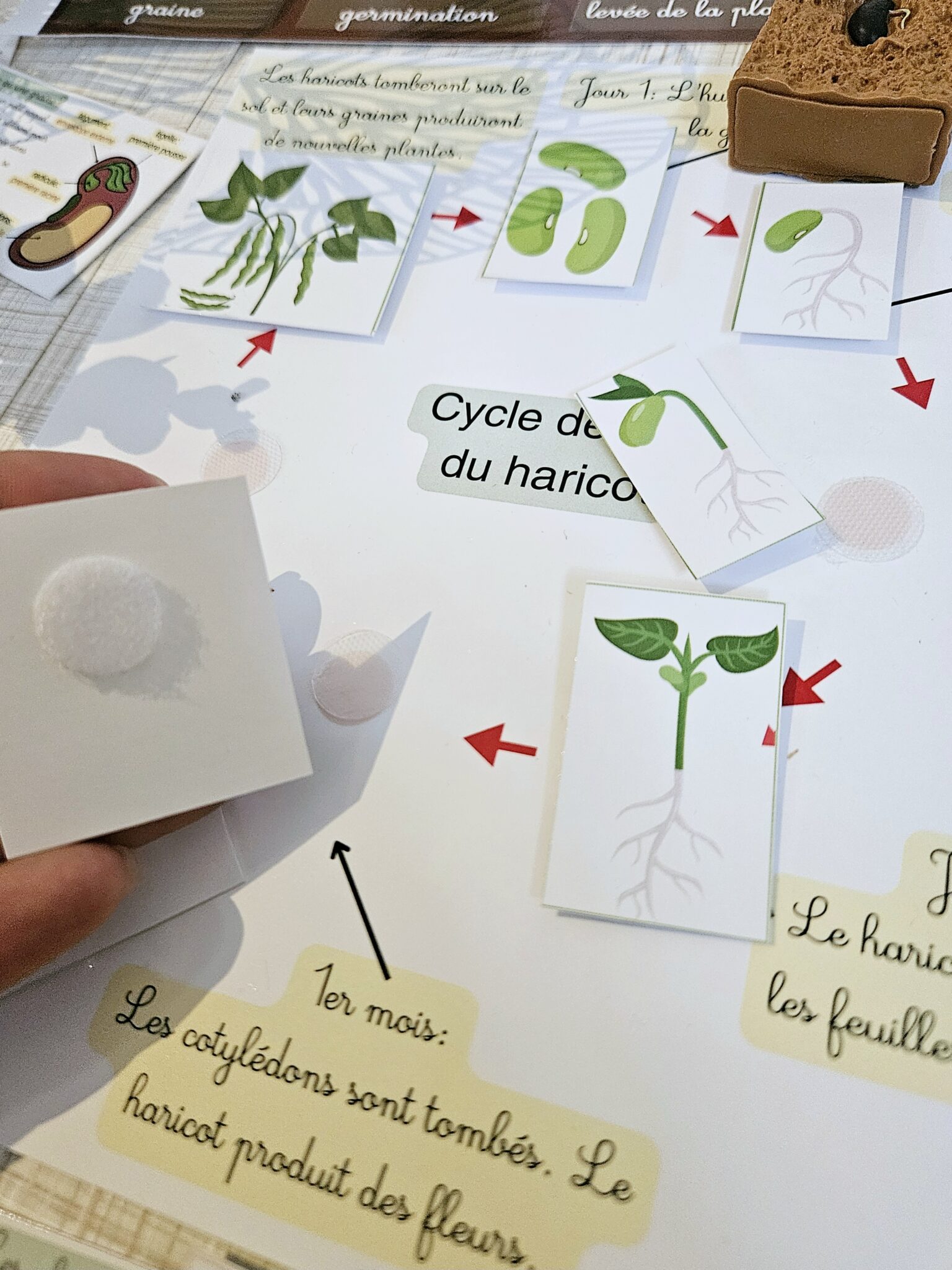 Cycle de vie de la plante
