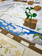 Cycle de vie de la plante