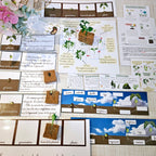 Cycle de vie de la plante