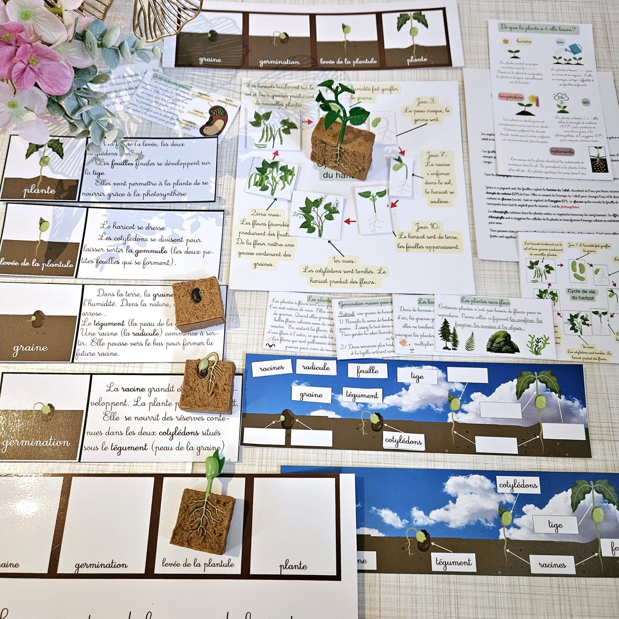 Cycle de vie de la plante