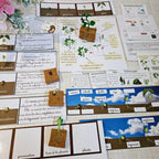 Cycle de vie de la plante