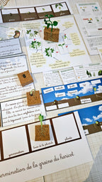 Cycle de vie de la plante