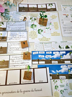 Cycle de vie de la plante