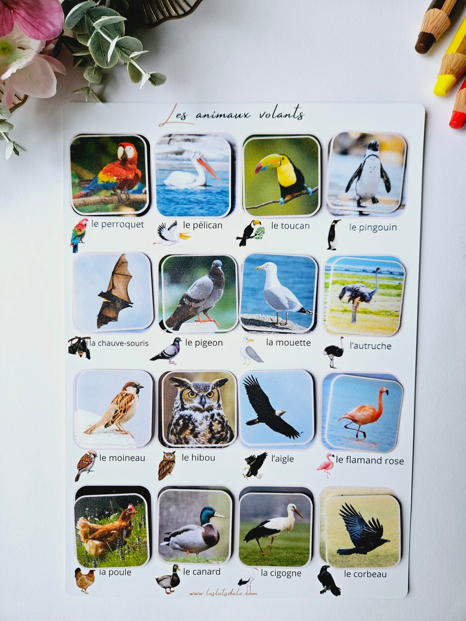 Histoire animaux: cherche & trouve