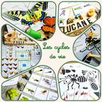 Les cycles de vie