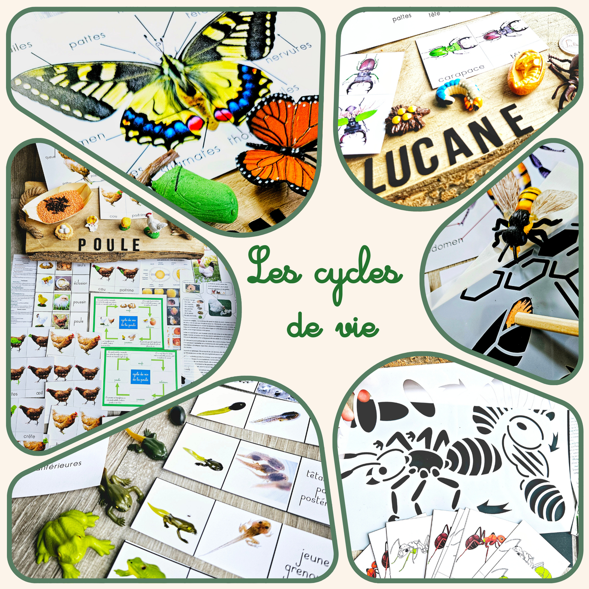 Les cycles de vie