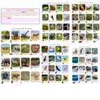 Histoire animaux: cherche & trouve