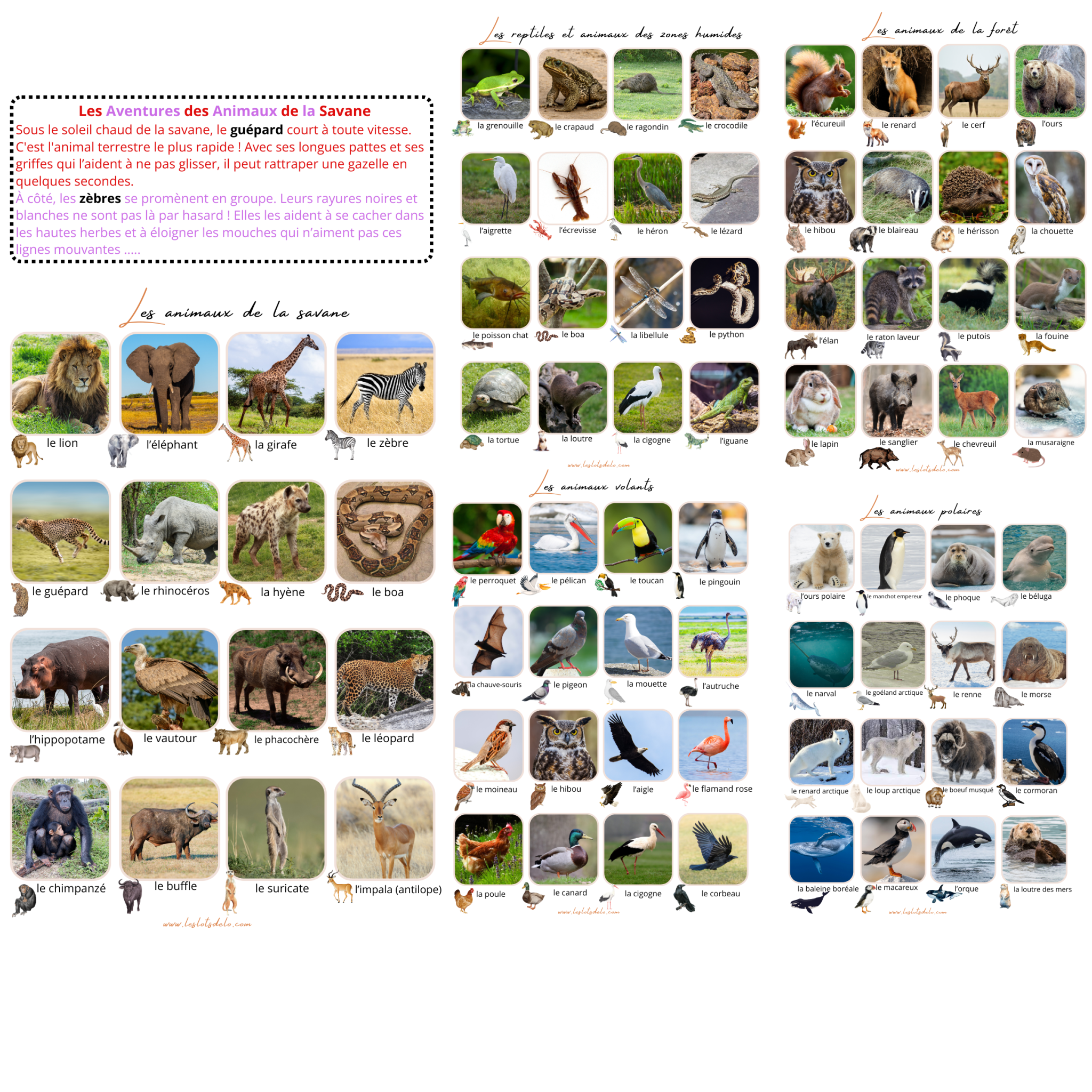 Histoire animaux: cherche & trouve