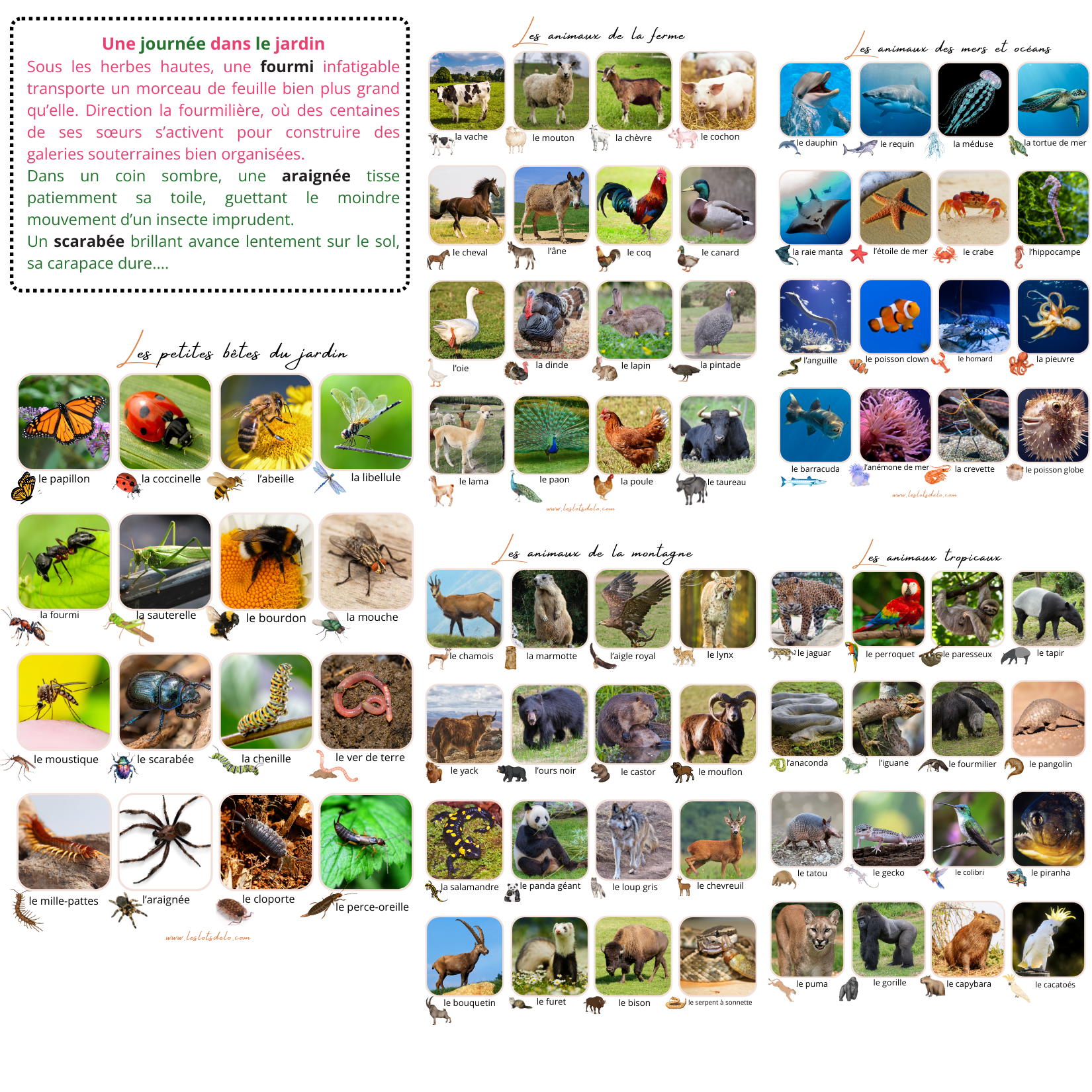 Histoire animaux: cherche & trouve